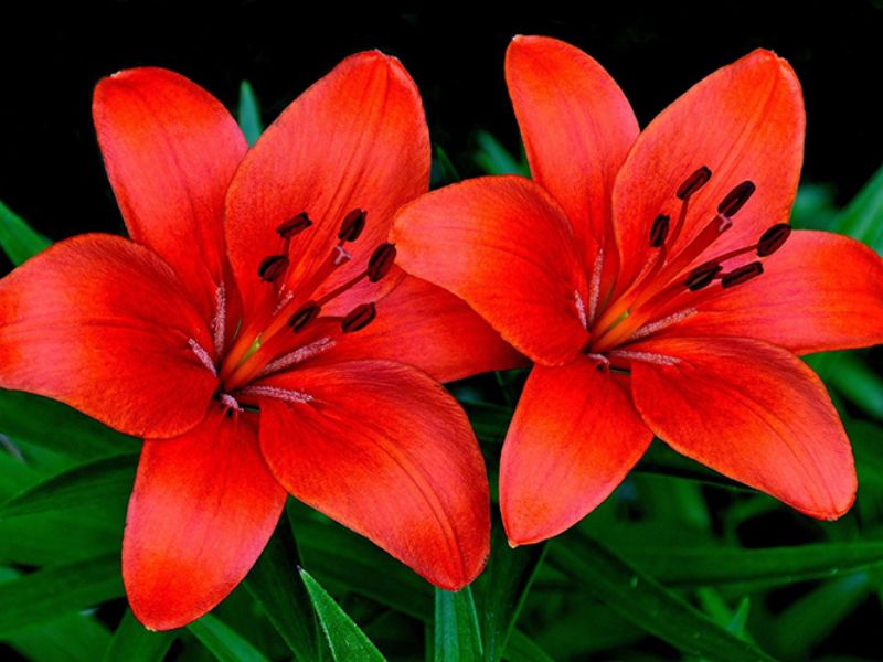 Hoa bách hợp đỏ đầy quyến rũ