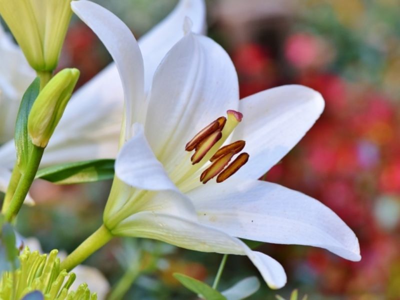 Hoa bách hợp màu trắng thuần khiết