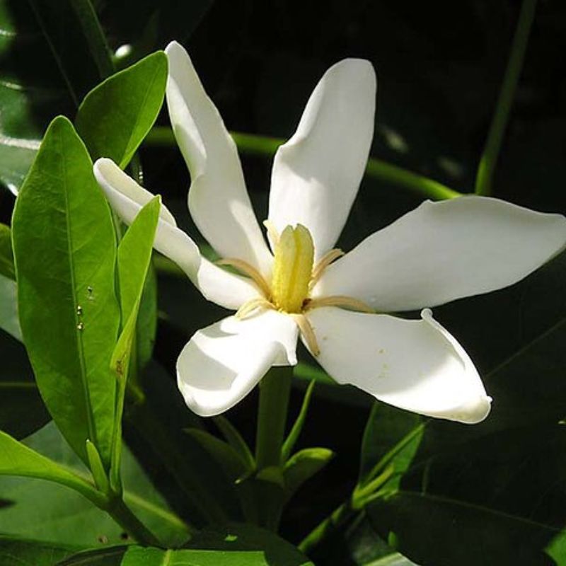 Hoa bạch thiên hương có 2 loại