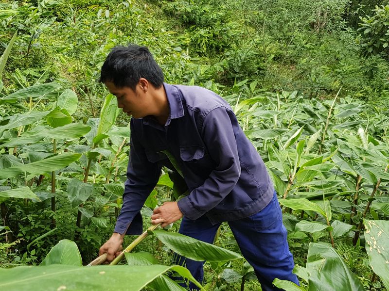 Trồng và chăm sóc hoa bạch yến rất đơn giản