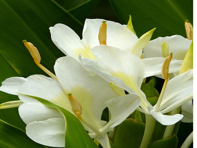 Hoa bạch yến có giá cả phải chăng
