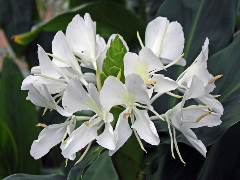 Hoa bạch yến đang chen nhau đua nở