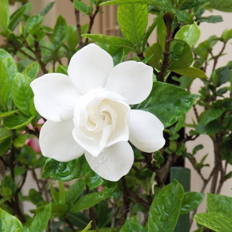 Hoa bạch thiên hương trong màn sương sớm
