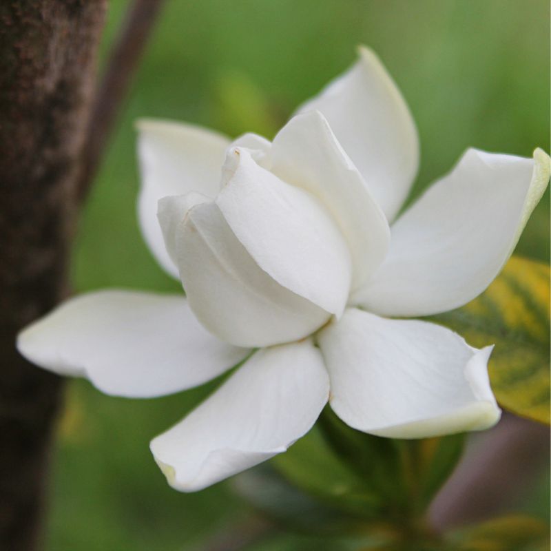 Hoa bạch thiên hương loại đơn