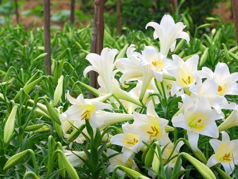 Hoa bách hợp trồng ngoài vườn
