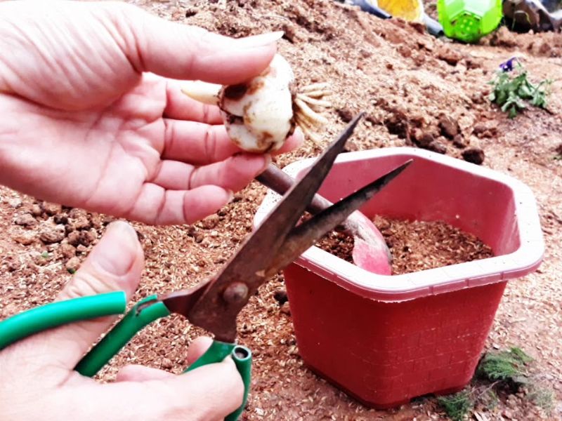 Trồng hoa bách hợp ở trong chậu đất