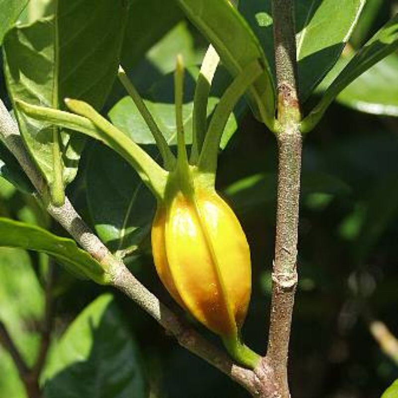 Hạt bạch thiên hương được dùng làm phẩm màu