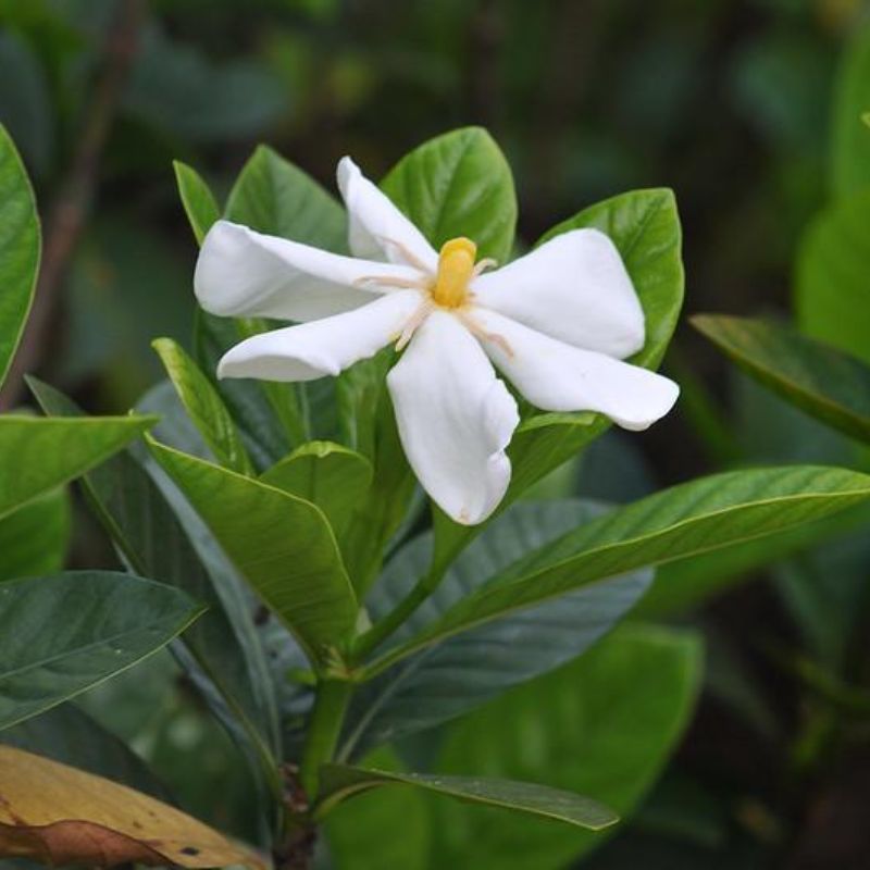 Hoa bạch thiên hương tượng trưng cho tình yêu chung thủy