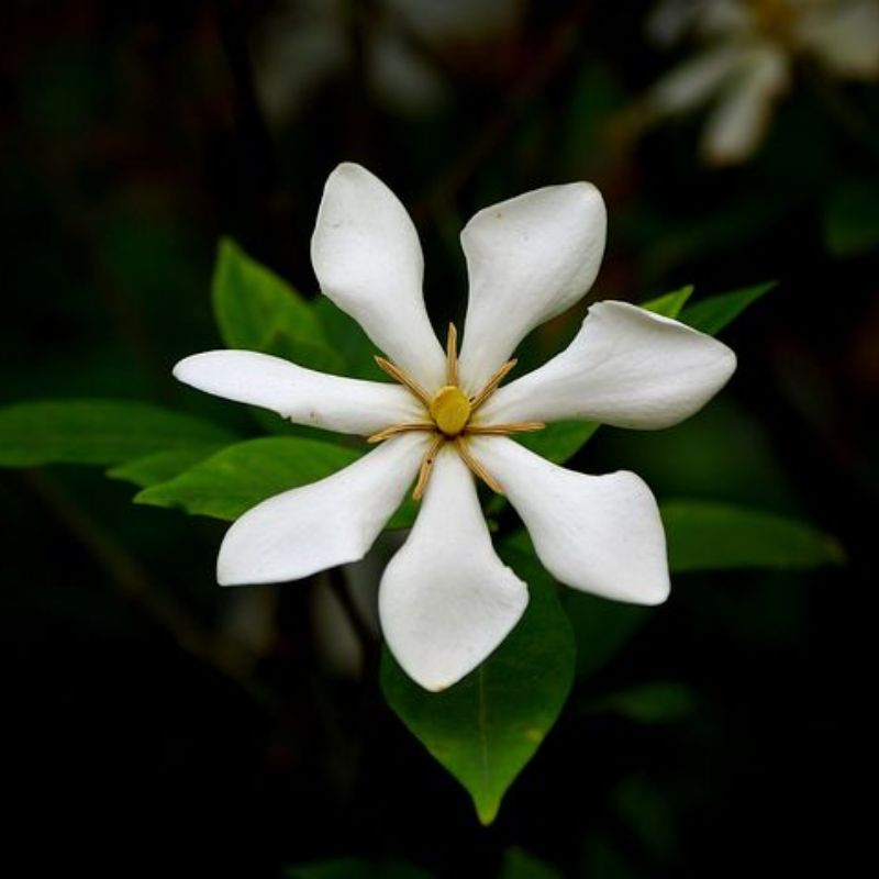 Ý nghĩa hoa bạch thiên hương về sự trong sáng