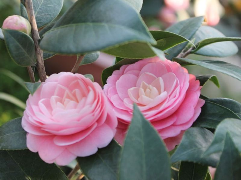 Hoa trà hồng ý nghĩa về sự chờ đợi