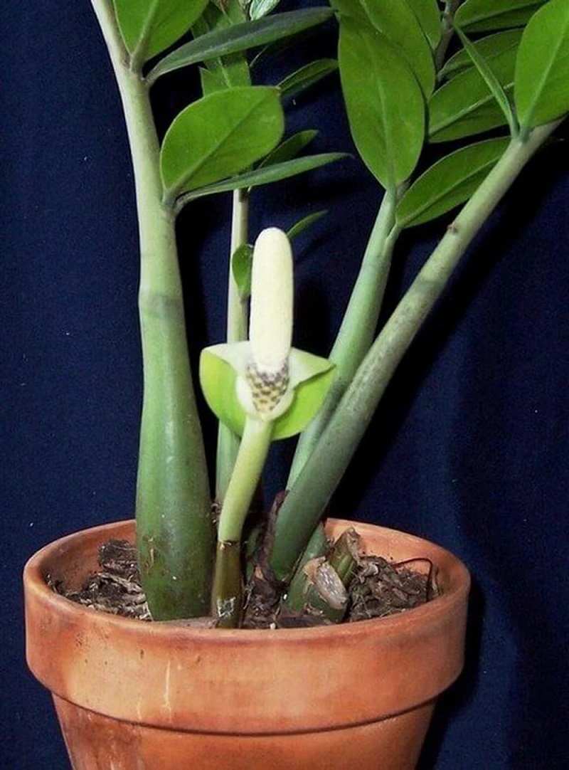 Cách trồng chăm sóc cây Kim Tiền
