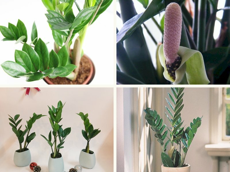 Vì sao cây Kim Tiền khó ra hoa?
