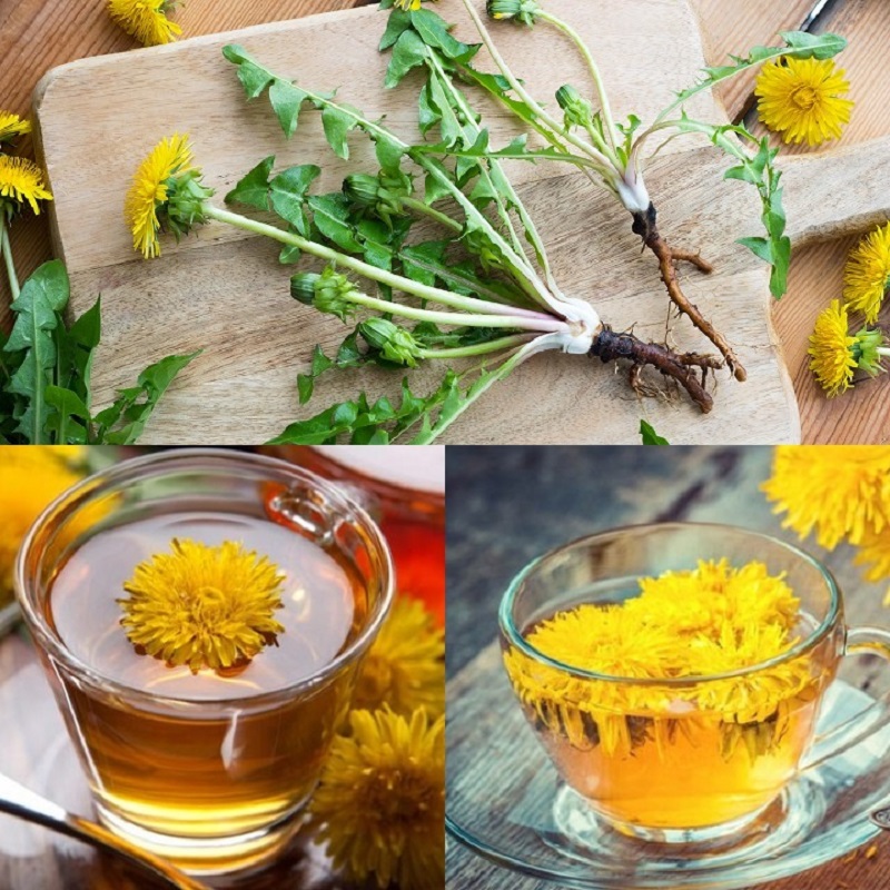 Công dụng của hoa bồ công anh