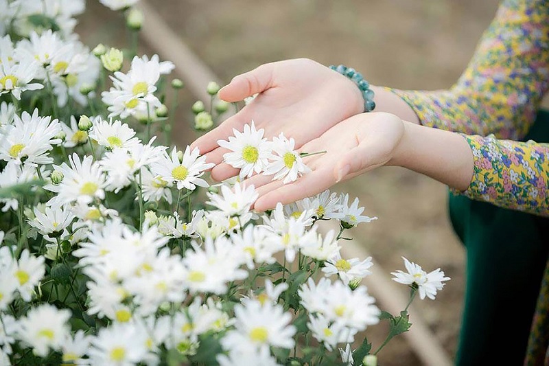 Ý nghĩa hoa Cúc Họa Mi trong tình yêu