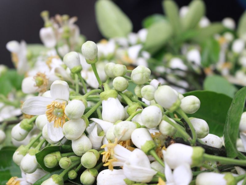 Dầu gội được làm từ hoa bưởi rất được ưa chuộng