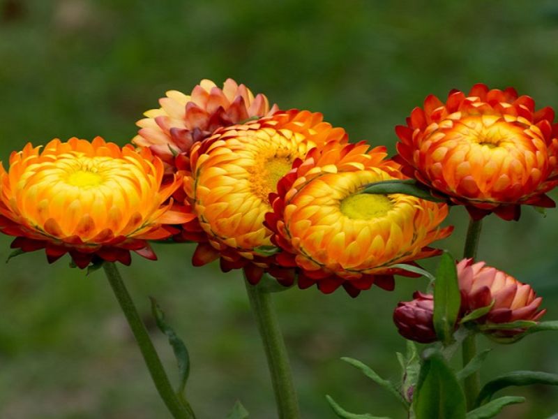 Giới thiệu hoa bất tử - Loài hoa với vẻ đẹp độc đáo.