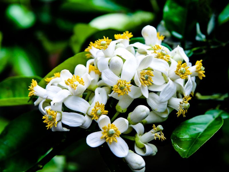 Chùm hoa bưởi tuyệt đẹp