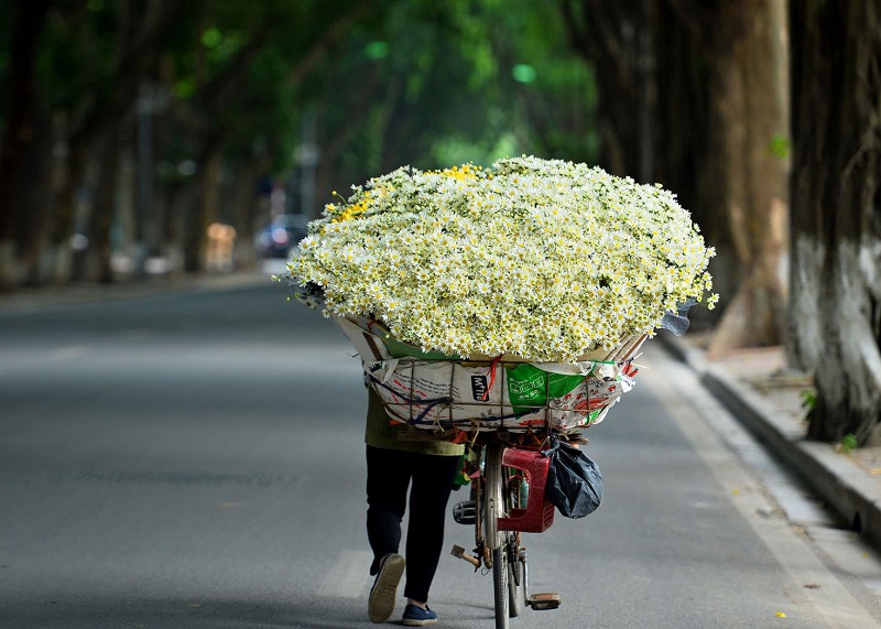Xe cúc họa mi trên đường 