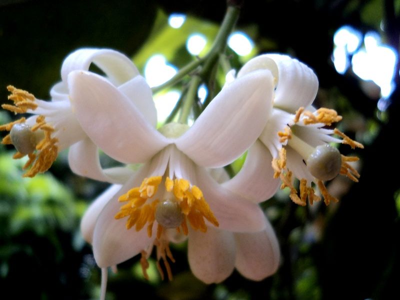 Chùm hoa bưởi đang bung nở