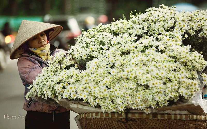 Xe cúc họa mi
