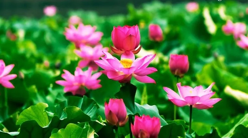 Vườn hoa sen đẹp