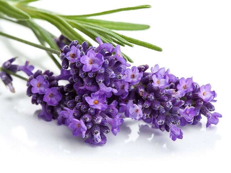 Hoa Oải Hương Spike Lavender