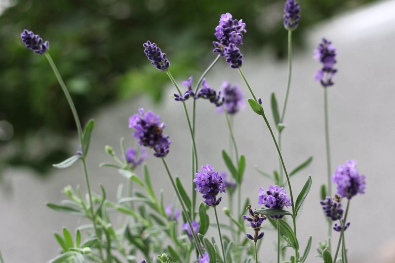 Hoa Oải Hương True Lavender