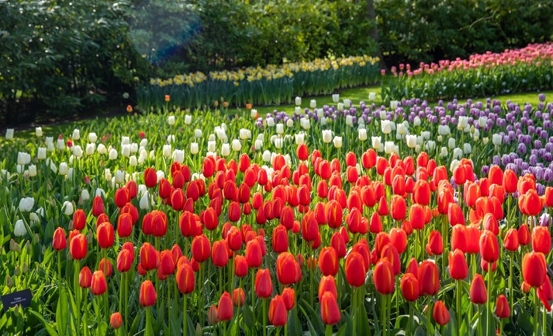 Hoa Tulip