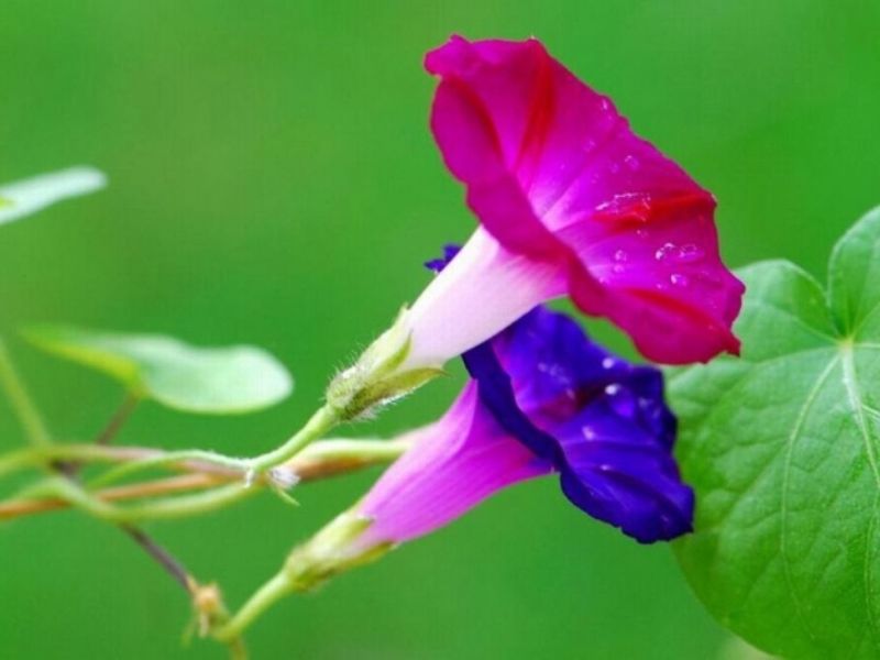 Hoa bìm bìm có sức sống bền bỉ