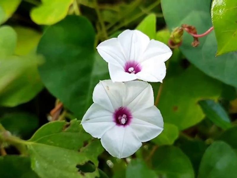 Hoa bìm bìm có tác dụng trong việc làm đẹp của chị em phụ nữ