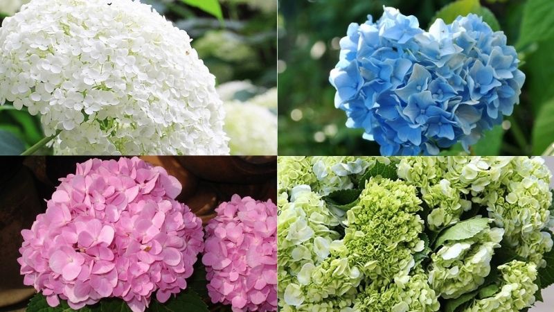 các giống hoa Cẩm Tú Cầu
