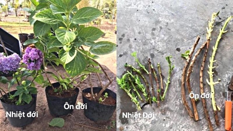 Bí quyết giúp trồng hoa cẩm tú cầu nở "siêu khủng"