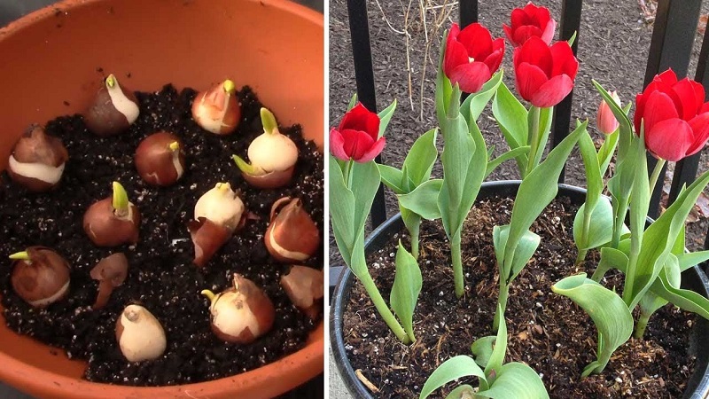 Cách trồng hoa Tulip