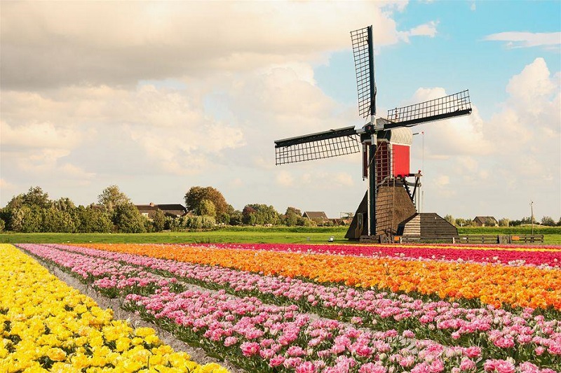 Vườn hoa Tulip Keukenhof