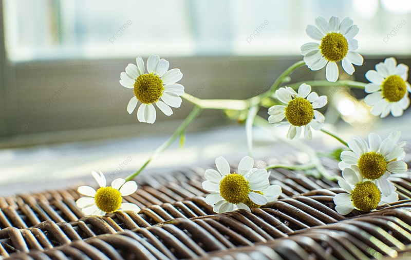 Ý nghĩa hoa Cúc Họa Mi