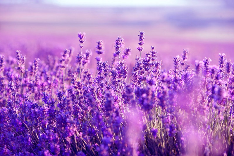 Ý nghĩa của hoa Oải Hương Lavender