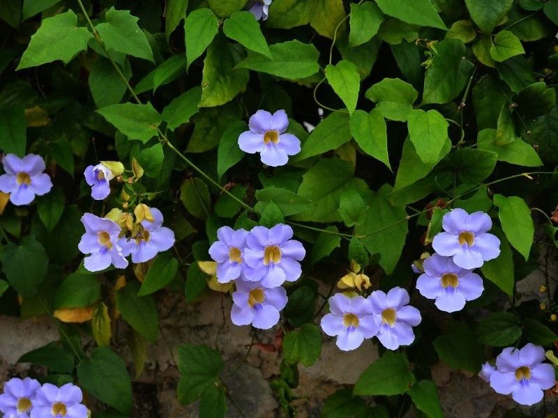 Hoa cát đằng rất dễ trồng