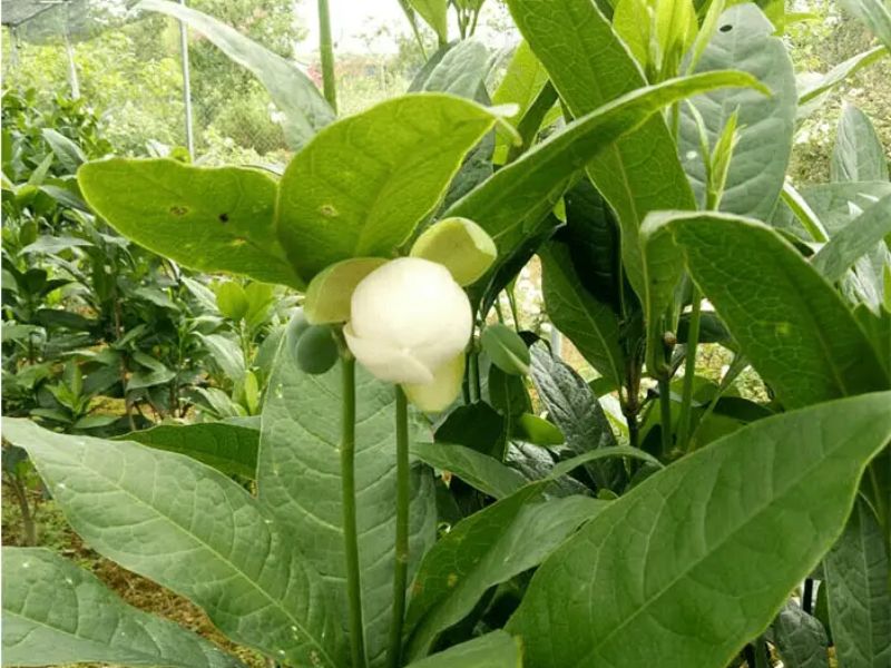 Hoa dạ hợp dễ trồng và dễ chăm sóc