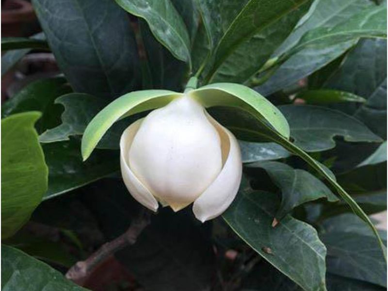 Bông hoa dạ hợp đang chuẩn bị bung nở