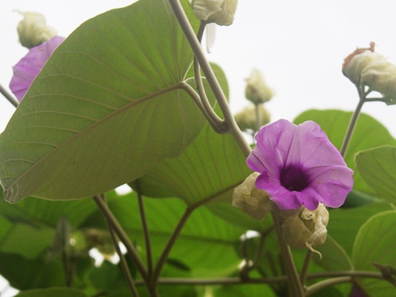 Cận cảnh hoa cát đằng