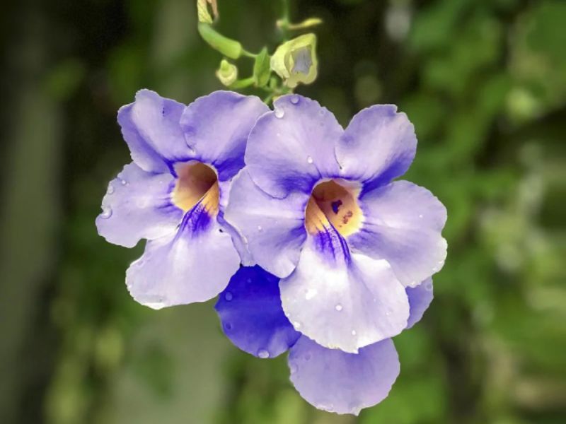 Hình ảnh hoa cát đằng đẹp