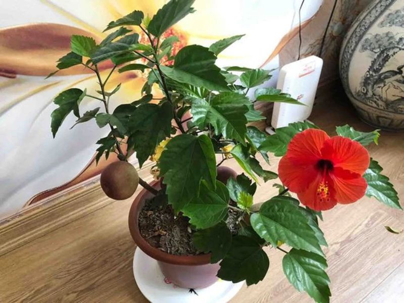 Hướng dẫn trồng hoa râm bụt tại nhà