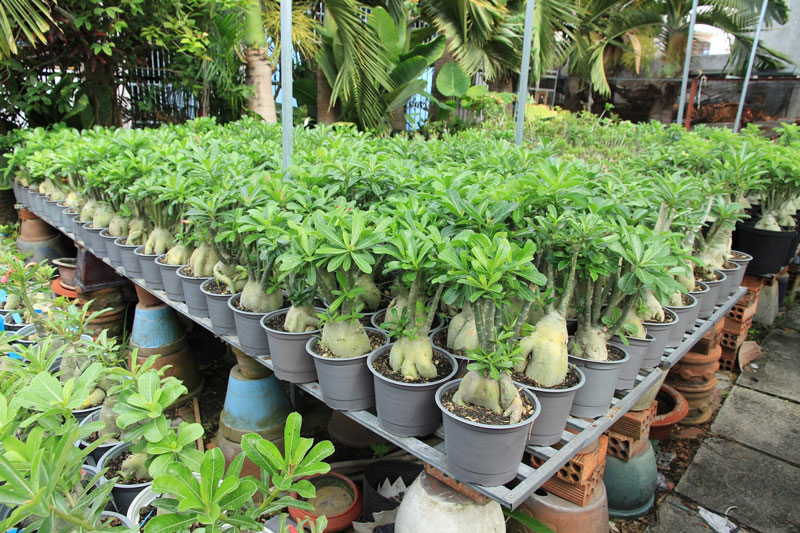 Hoa sứ cần được chăm sóc đúng cách