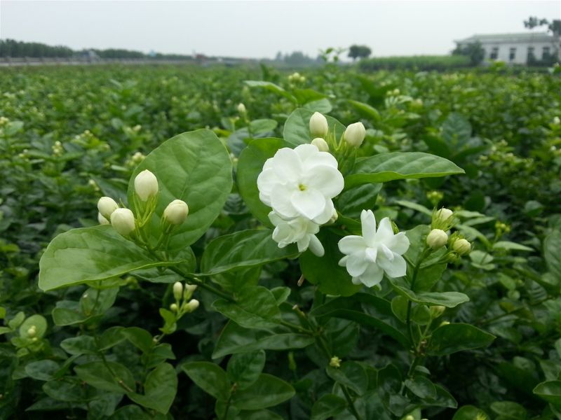 Vườn hoa nhài ngát hương, biểu tượng của sự an yên và may mắn trong phong thủy, giúp lý giải rõ hơn ý nghĩa hoa nhài là gì trong đời sống.
