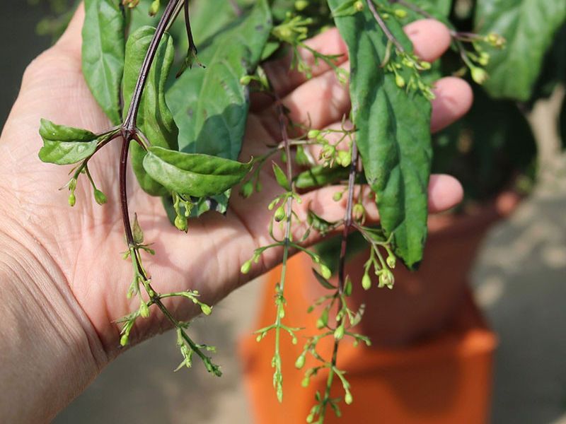 Hướng dẫn chăm sóc cây dạ ngọc minh châu