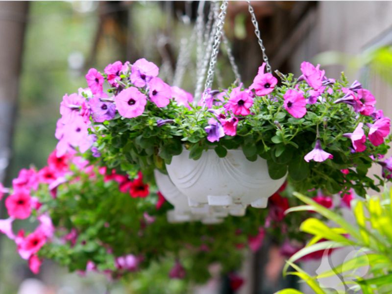 Hoa dạ yến thảo được treo làm cảnh