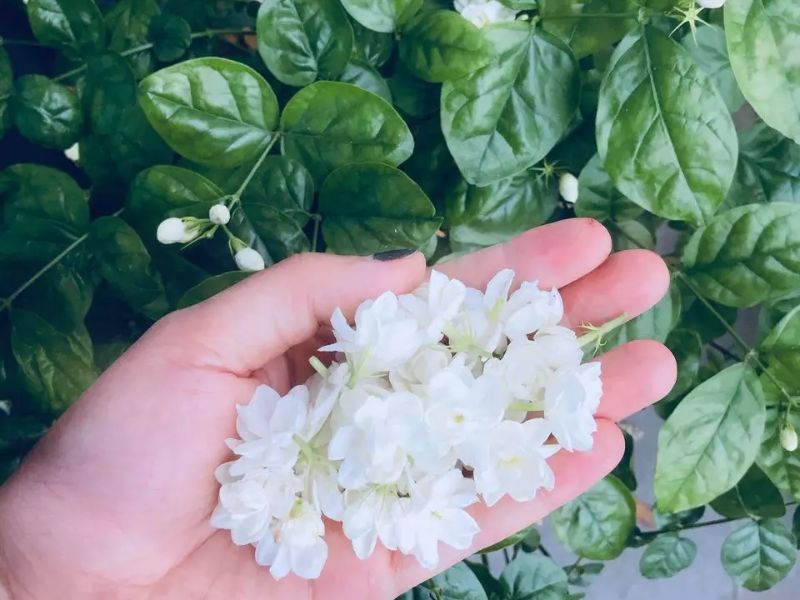 Hoa nhài được sử dụng làm đồ ăn và đồ uống