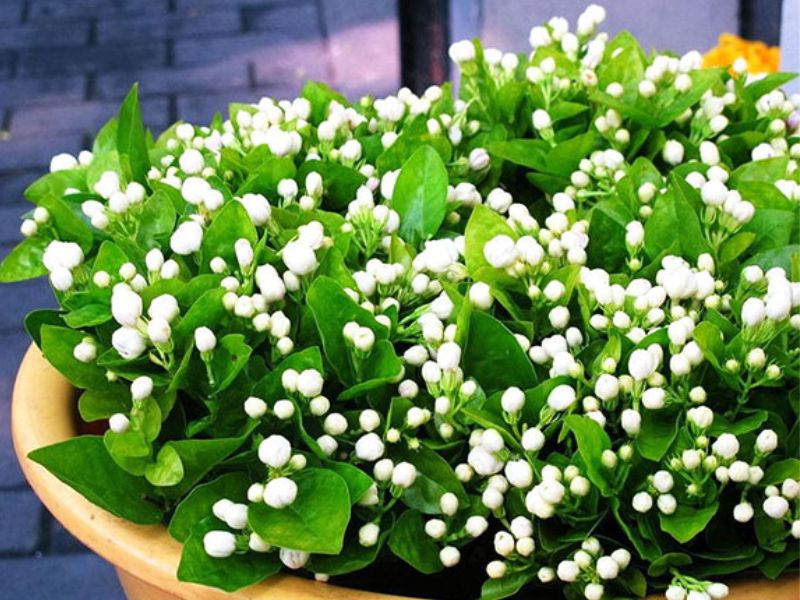 Hoa nhài dùng để trang trí