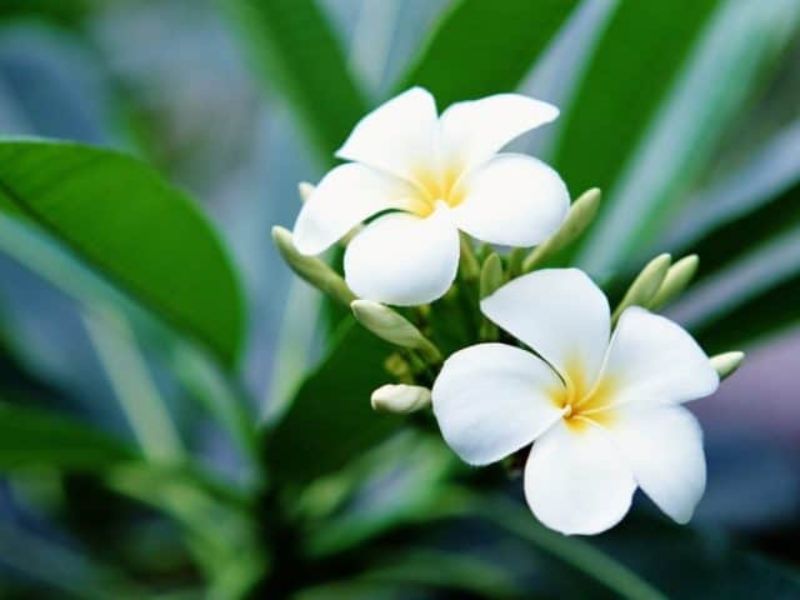 Hoa có 5 cánh đều nhau