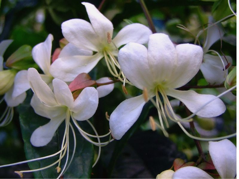 Cận cảnh bông hoa dạ ngọc minh châu